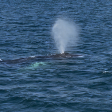 Provincetown – More Whales, in the Ocean!